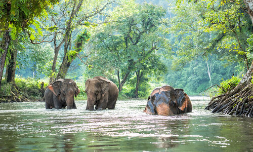 Cardamom Mountain Elephant San